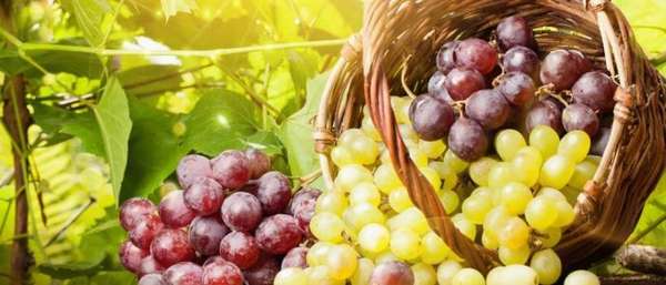 Виноград при подагре можно ли есть или нет